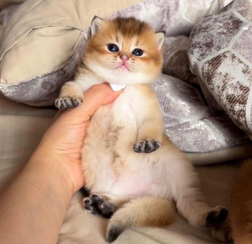 گربه اسکاتیش برتیش از پدر و مادر وارداتی|گربه|تبریز, |دیوار