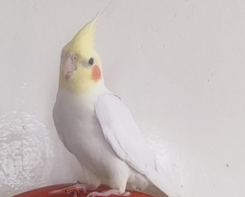 عروس هلندی لوتینو فروش فوری|پرنده|سراب, |دیوار