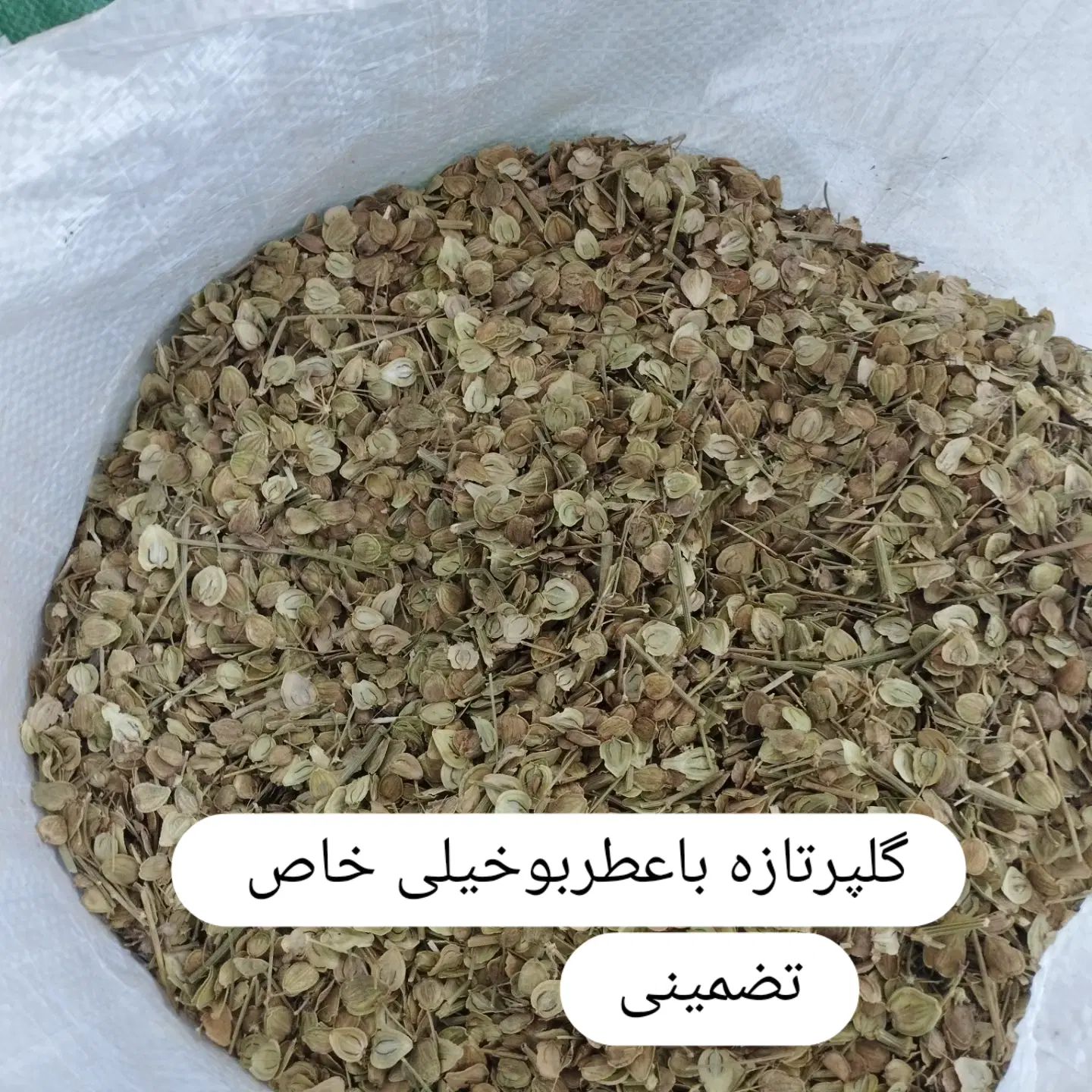 خرید فروش انواع حبوبات انواع بذر گندم درجه یک|عمده‌فروشی|الیگودرز, |دیوار