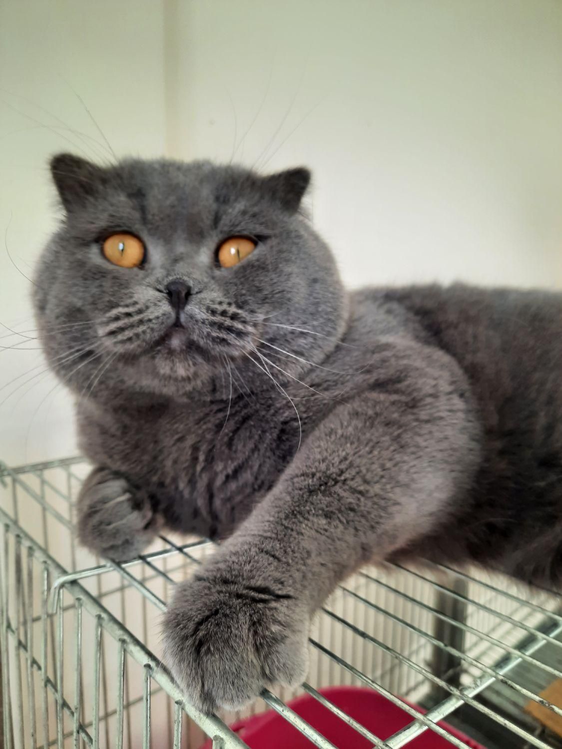 اسکاتیش بلو نر|گربه|کرج, شهرک جهاننما|دیوار