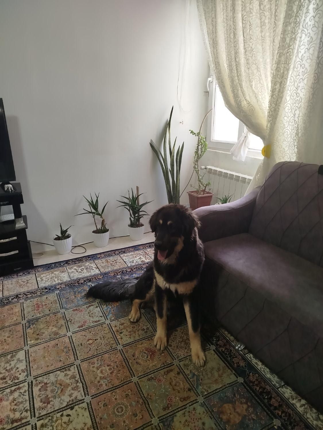 واگذاری سگ بومی به صورت رایگان|سگ|تربتحیدریه, شهرک ولیعصر|دیوار