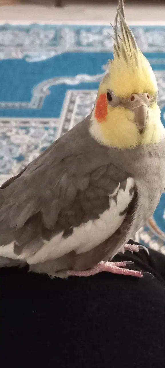 گمشده عروس هلندی  خاکستری|حیوانات|مشهد, گاز|دیوار