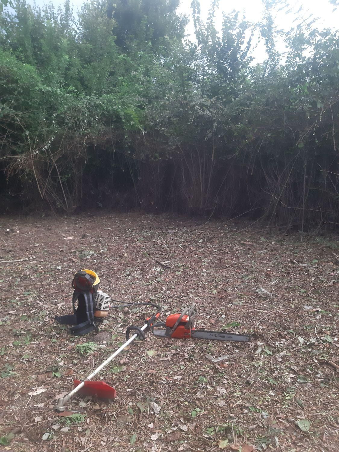 هرس علف های هرز و قطع درخت|خدمات باغبانی و درختکاری|فومن, |دیوار