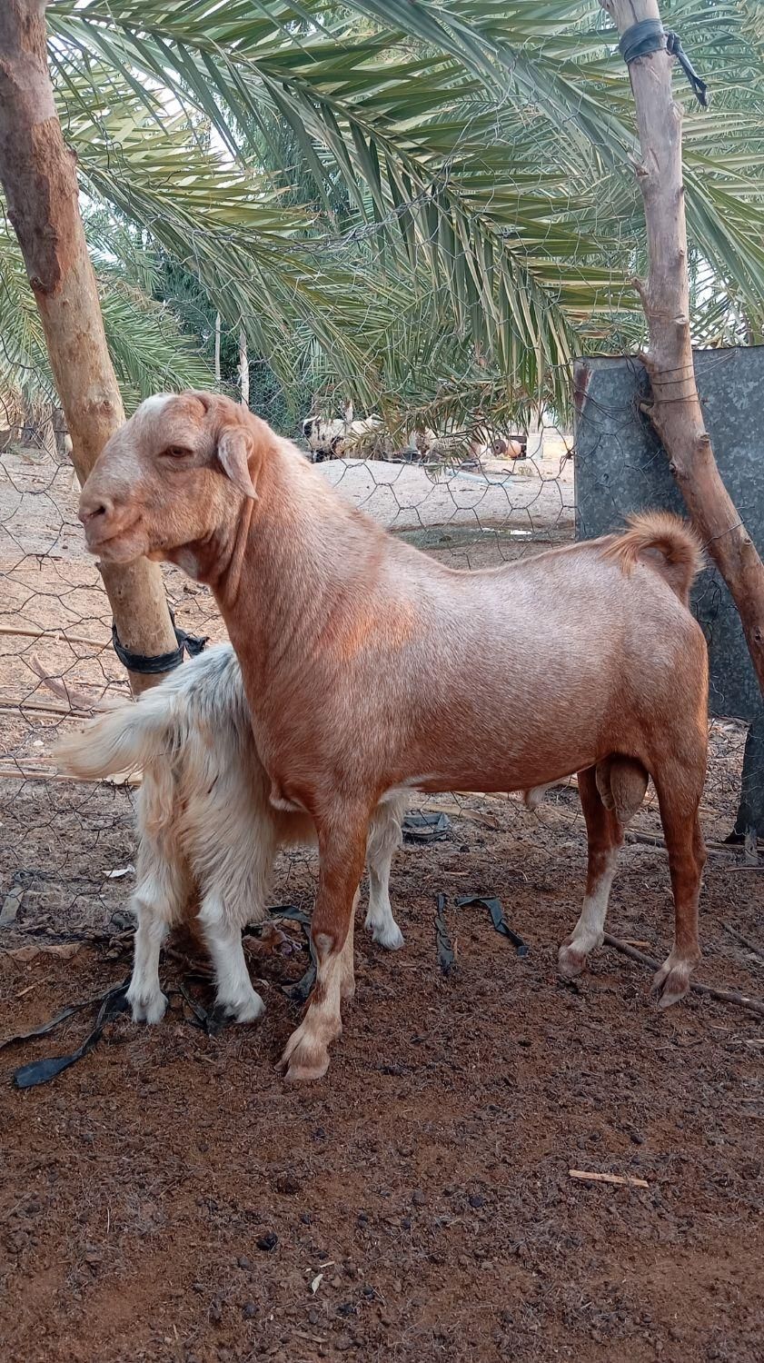 نربنگالی|حیوانات مزرعه|ایرانشهر, |دیوار