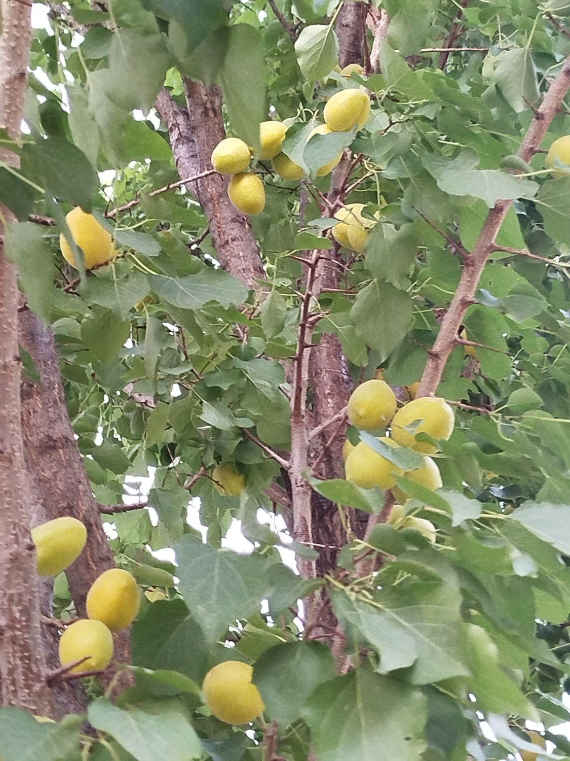 فروش باغ در جعفر آباد .چشمه کبود|فروش خانه و ویلا|سیوان, |دیوار