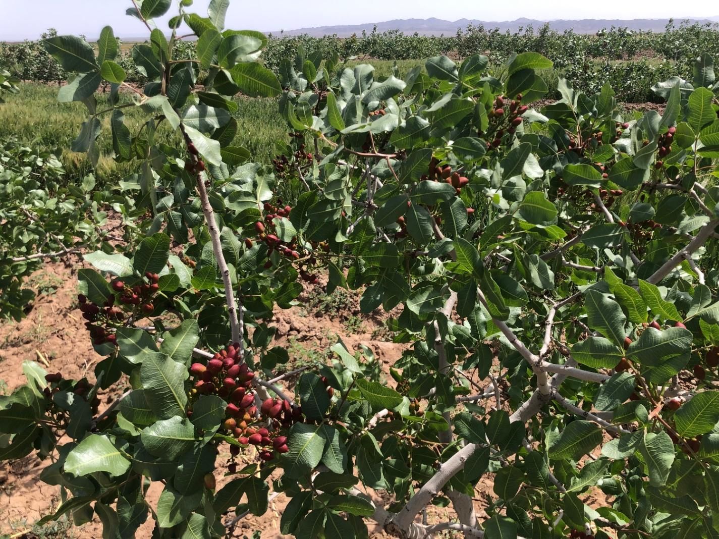 باغ پسته|فروش دفتر صنعتی، کشاورزی، تجاری|سبزوار, قصبه شرقی|دیوار