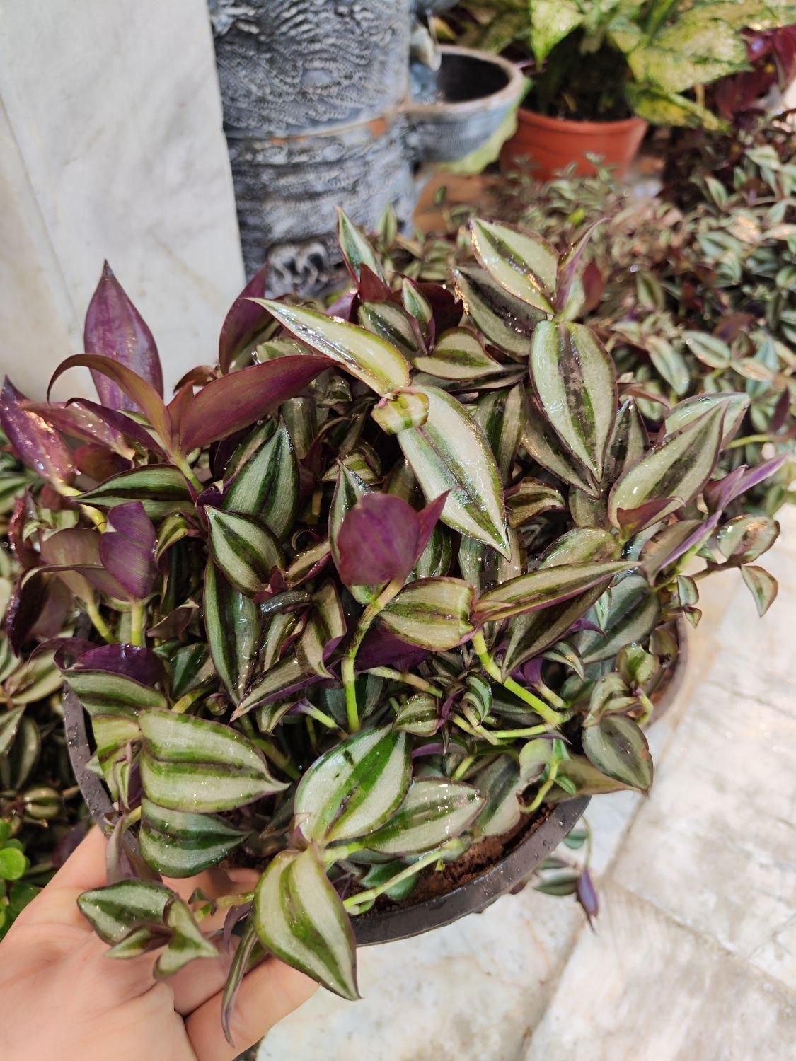 گل چشم آهویی برگ بیدی گلدان درزگیر محافظ ریشه|گل و گیاه طبیعی|قم, نیروگاه|دیوار