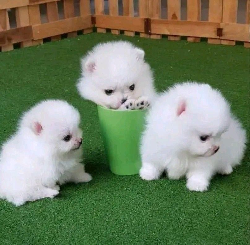 توله پومر خرسی پامر سفید اصیل|سگ|تهران, وردآورد|دیوار