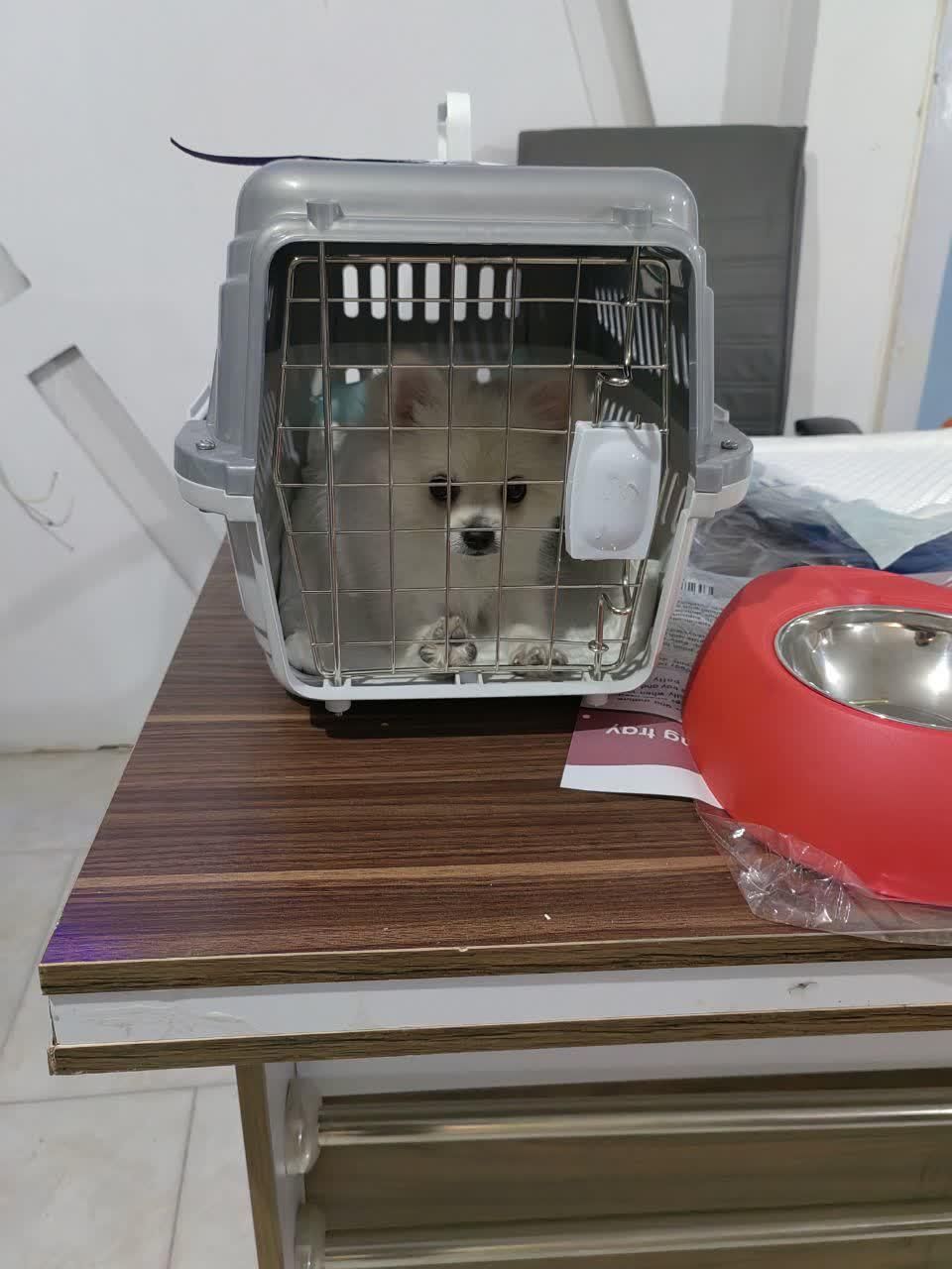 پامر سفید ماده|سگ|پرند, فاز ۲|دیوار