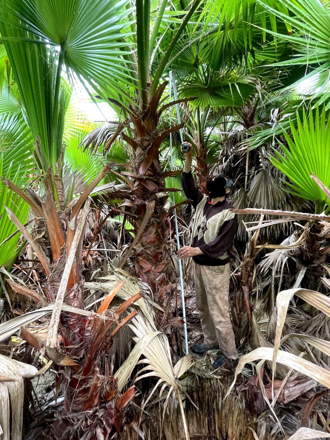 نهال پالم|گل و گیاه طبیعی|نوشهر, |دیوار