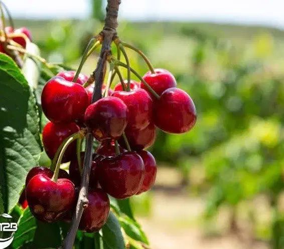 پیشفروش نهال شناسه دار آلبالو گوشواره ای|خدمات باغبانی و درختکاری|آذرشهر, |دیوار