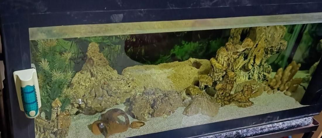 آکواریوم|ماهی|رشت, انصاری|دیوار