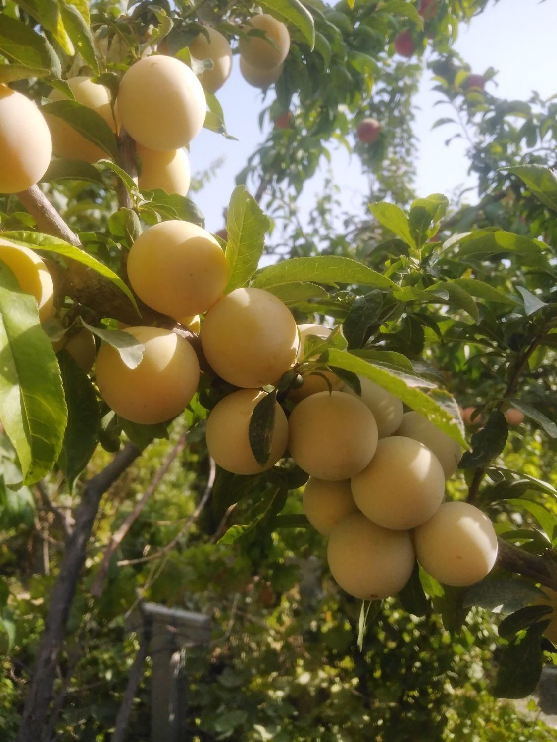 نهال های میوه در نهالستان اکبری|گل و گیاه طبیعی|مشهد, خواجه ربیع|دیوار