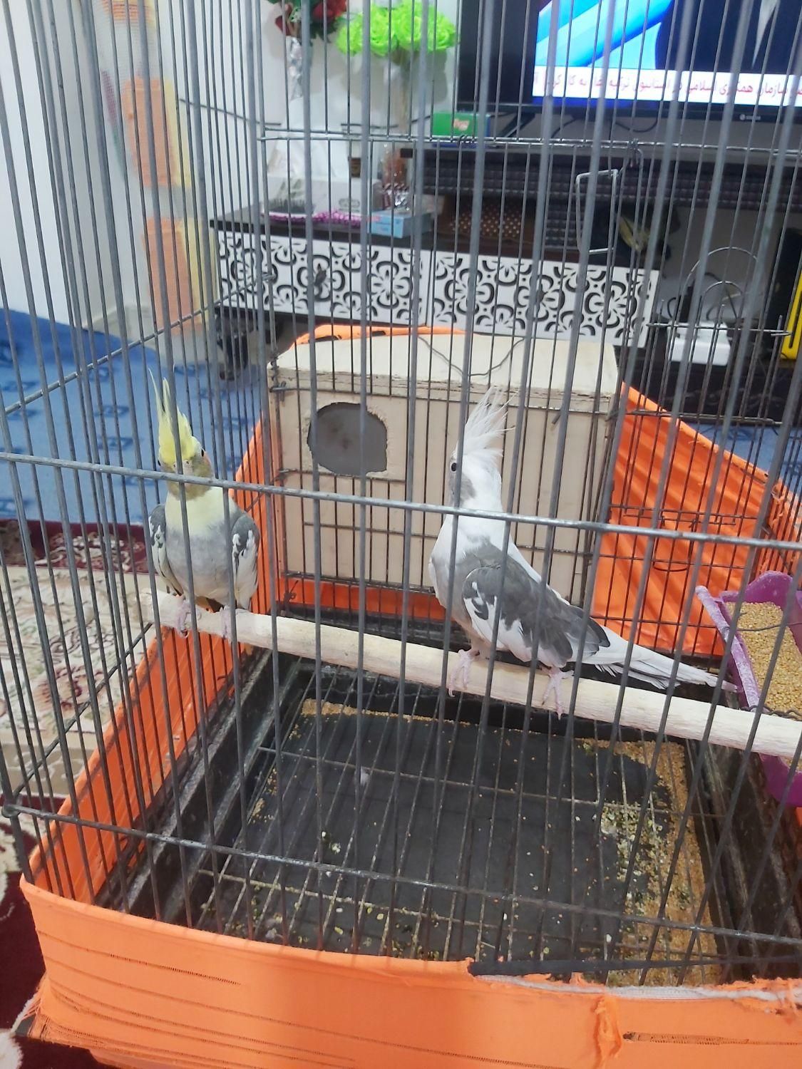 جفت عروس مولد کارداده سرحال|پرنده|بندرعباس, |دیوار