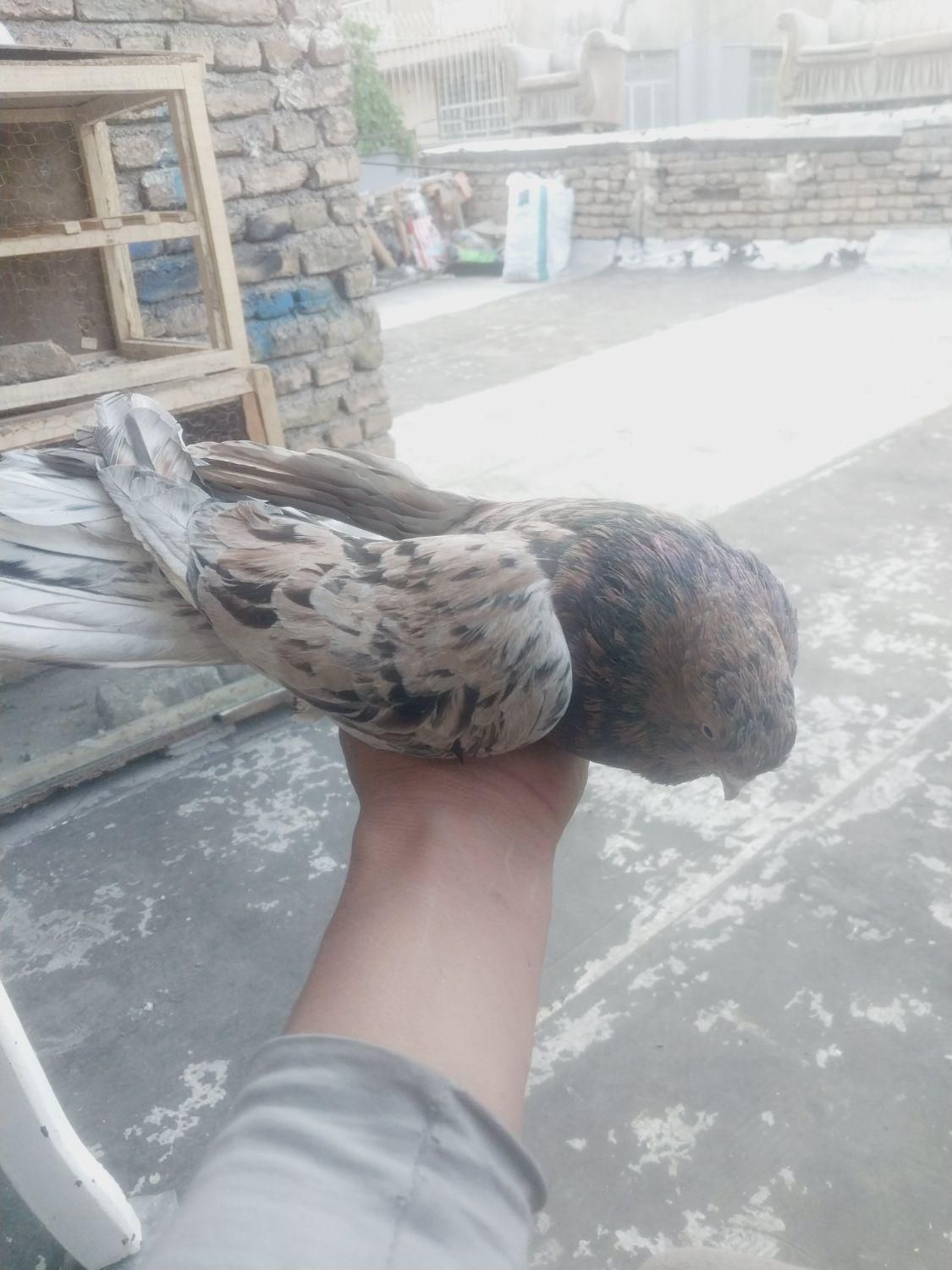 کبوتر|پرنده|بومهن, |دیوار