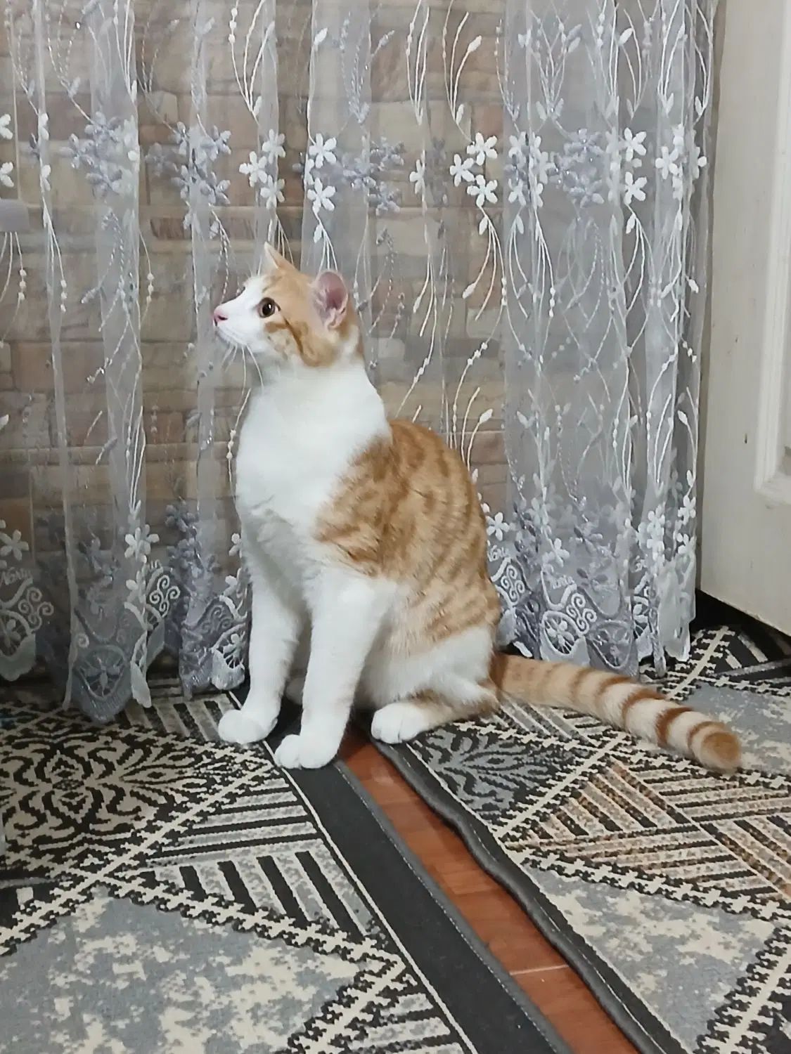 گربه dsh واگذاری ر|گربه|رشت, جماران|دیوار