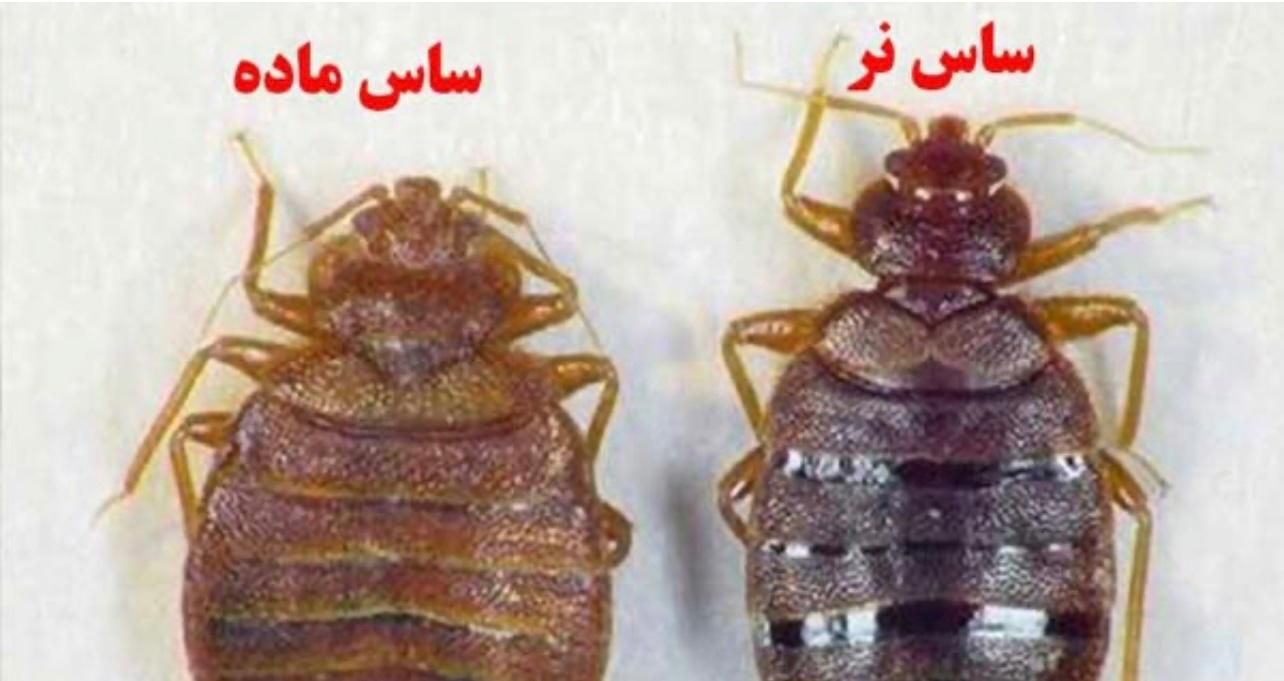 سمپاشی سوسک و ساس  با ضمانت کتبی|خدمات نظافت|تهران, آذری|دیوار