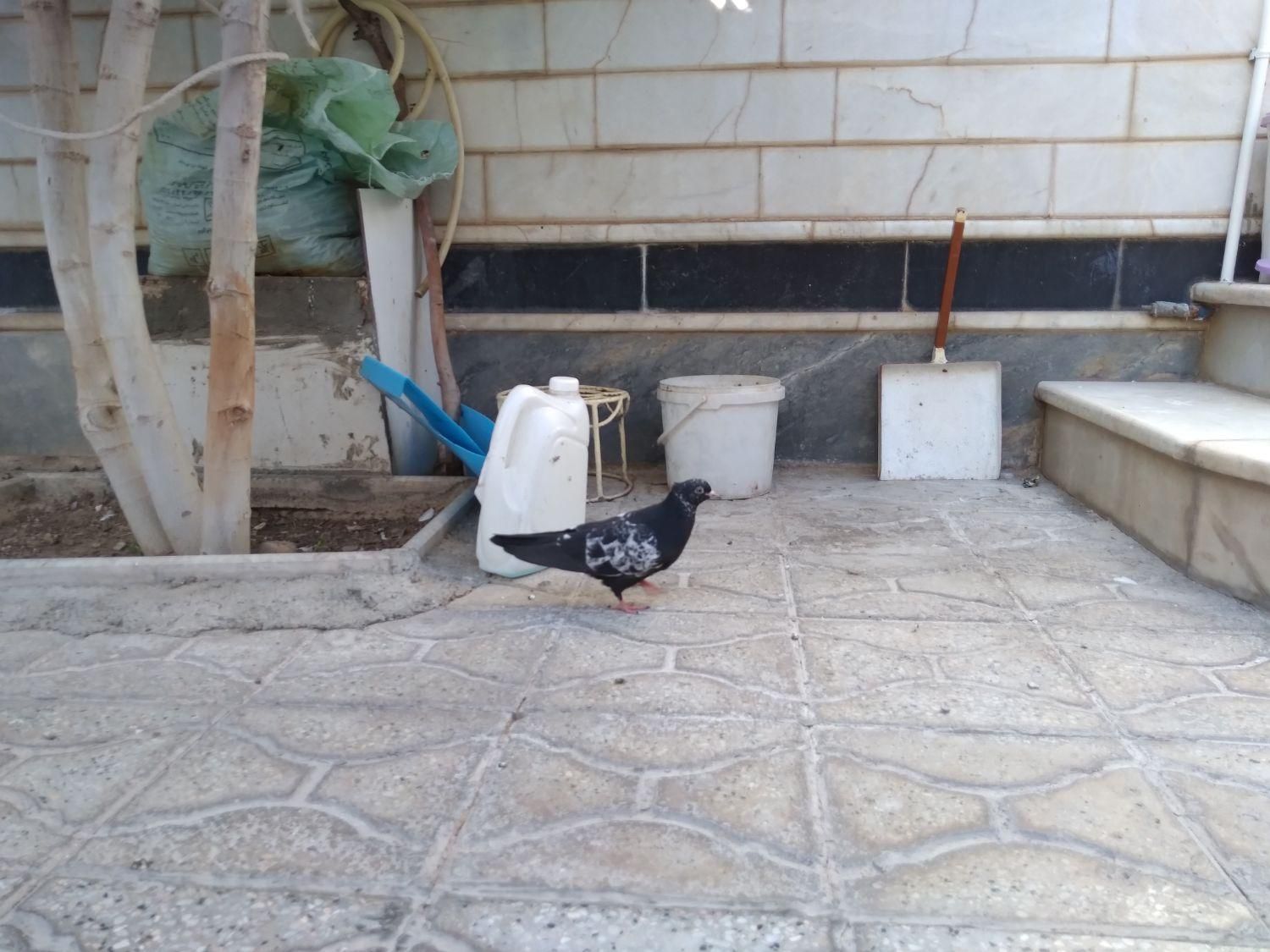 کبوتر مجسمه|مجسمه، تندیس، ماکت|بیرجند, |دیوار