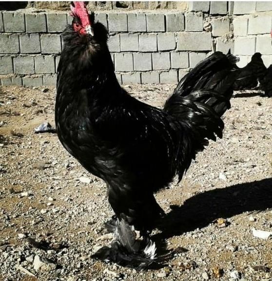 خروس مرندی اصیل جوان|حیوانات مزرعه|تهران, افسریه|دیوار