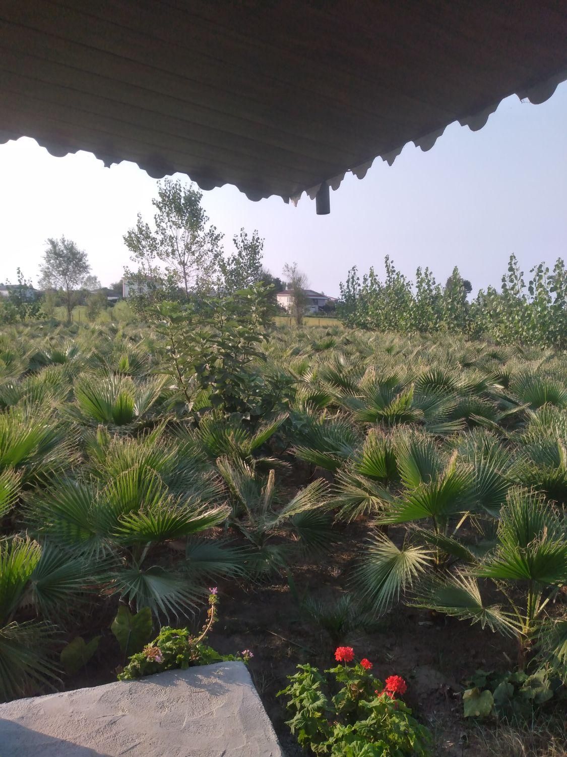 زمین ۱۰۰۰ متری-۴۰متر بنا-چاه اب-دور فنس-۶۰۰عددنهال|فروش زمین و ملک کلنگی|رودسر, |دیوار