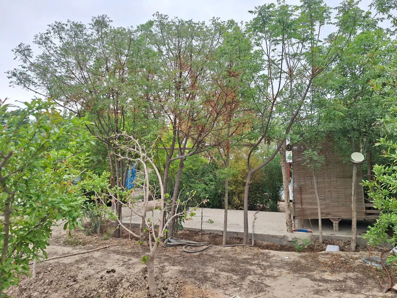 باغچه ۸۰۰ متری واقع در کهریزک، روستای سلمان آباد|فروش دفتر صنعتی، کشاورزی، تجاری|کهریزک, |دیوار