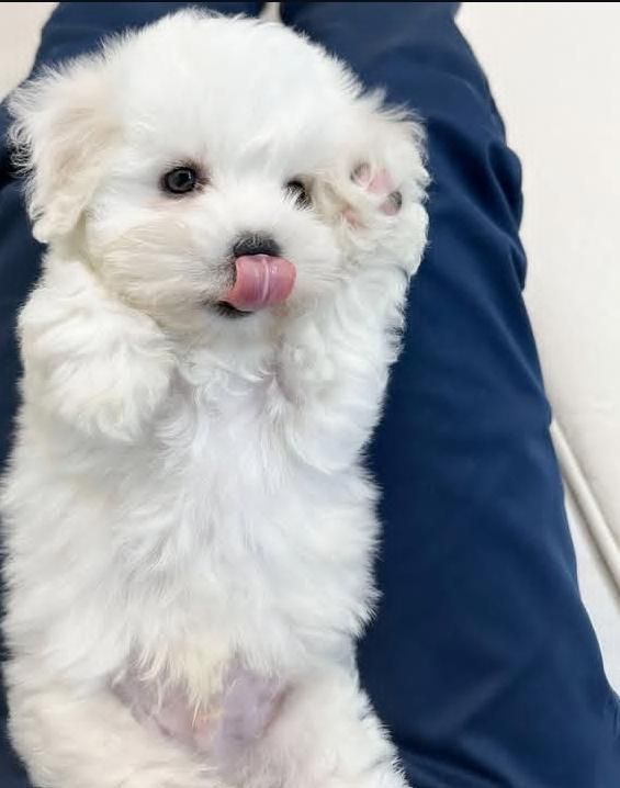 توله سگ لهاساپسو تبتی|سگ|تهران, جنتآباد جنوبی|دیوار