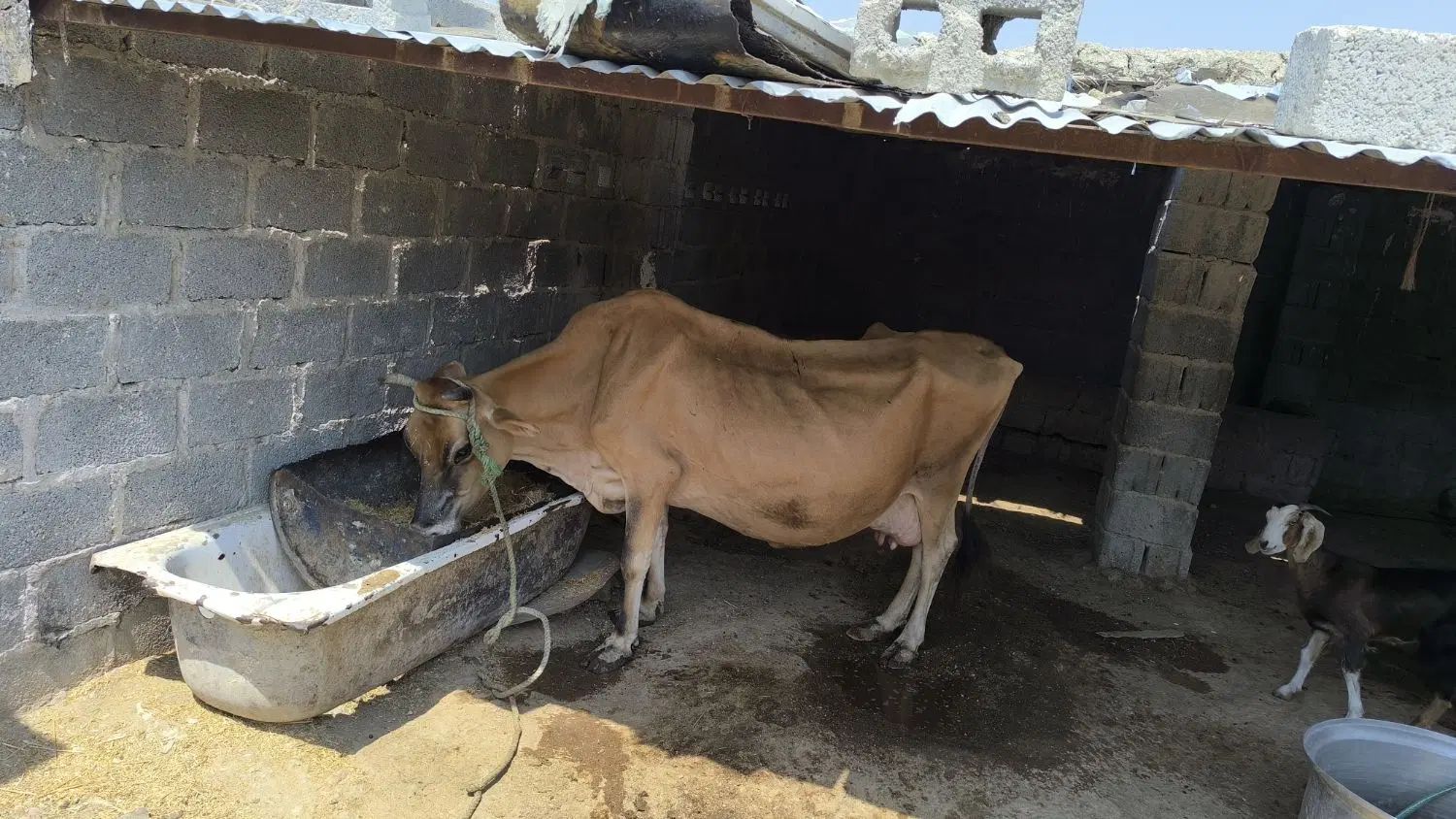 فروش گاو کهره و بره  به صورت یک جا  روستای کنگریشه|حیوانات مزرعه|گراش, |دیوار