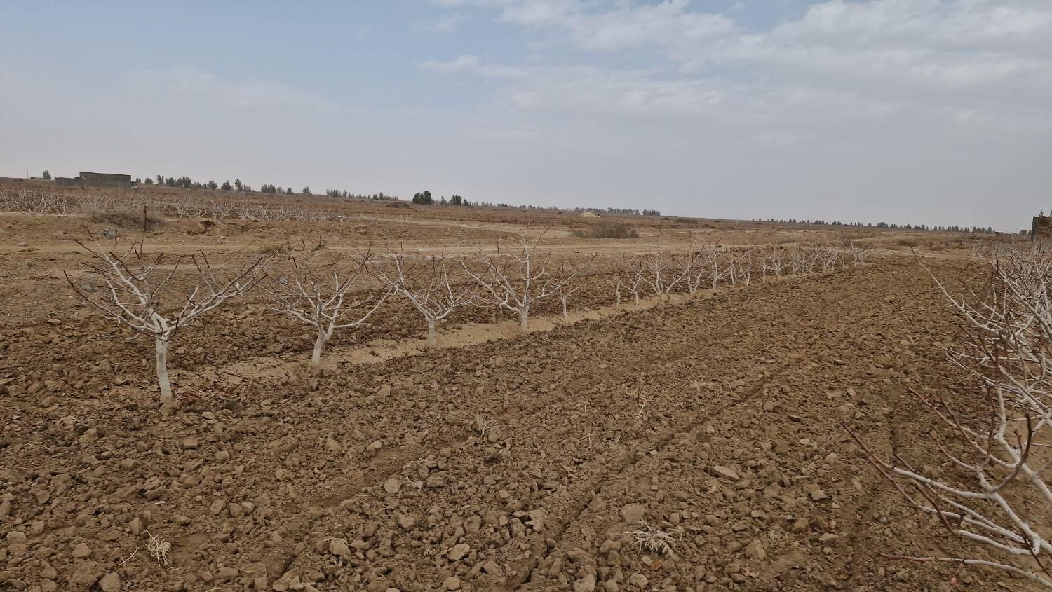 فروش ۱۲ ساعت آب کشاورزی|فروش زمین و ملک کلنگی|اردکان, |دیوار