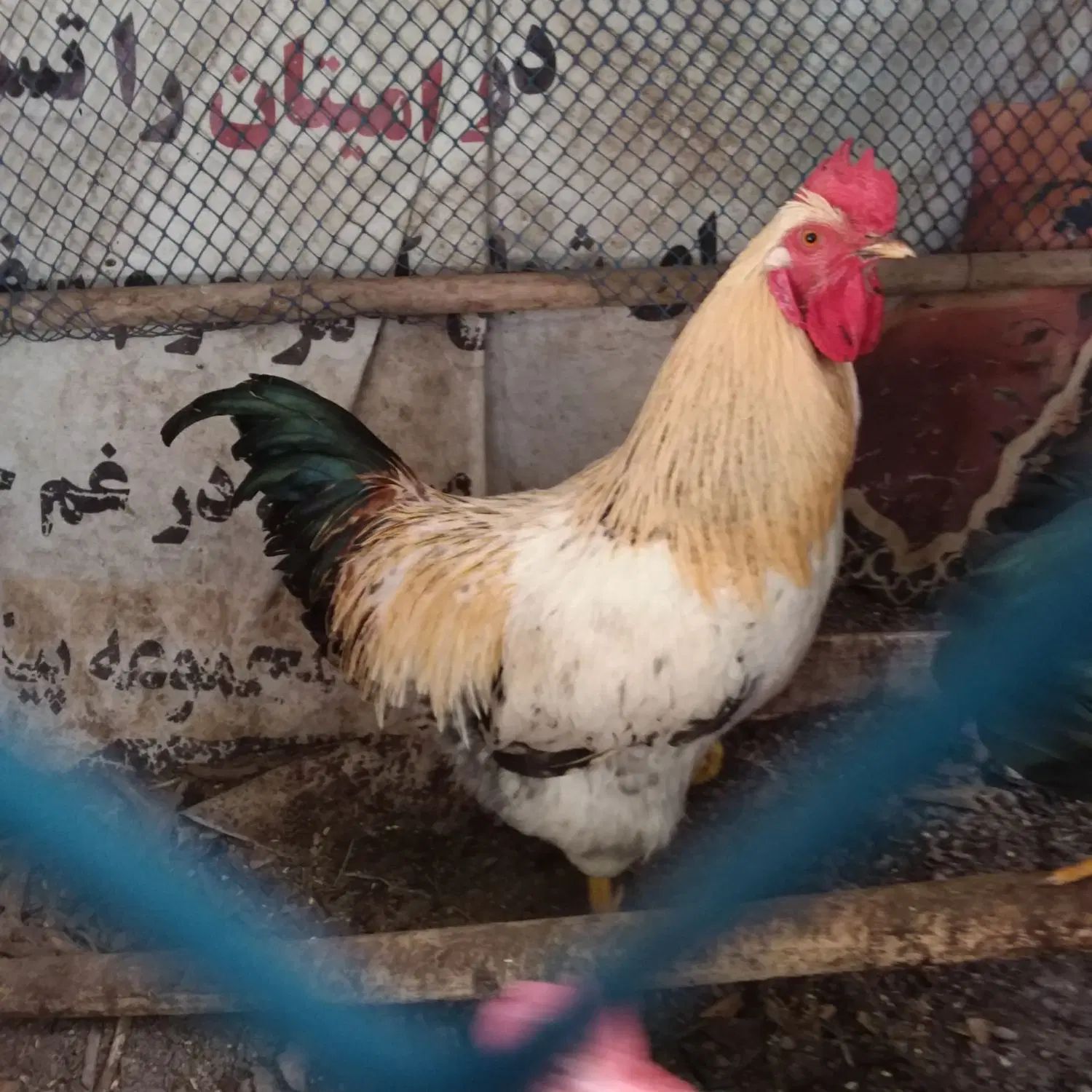 خروس جوان|حیوانات مزرعه|مشهد, هنرور|دیوار