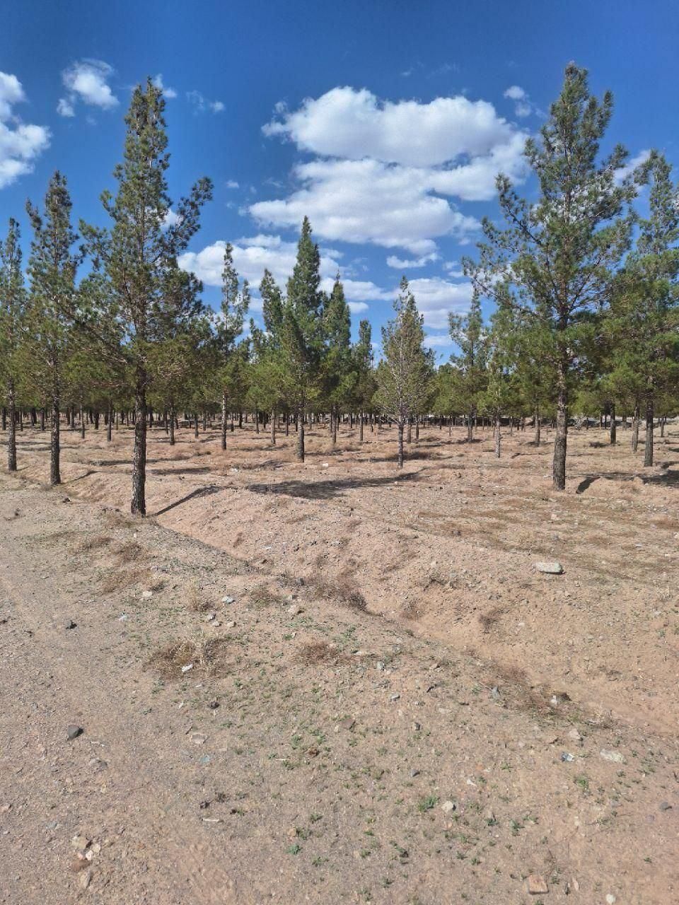 فروش زمین مناسب باغ ویلا و کارگاه|فروش دفتر صنعتی، کشاورزی، تجاری|بیرجند, |دیوار