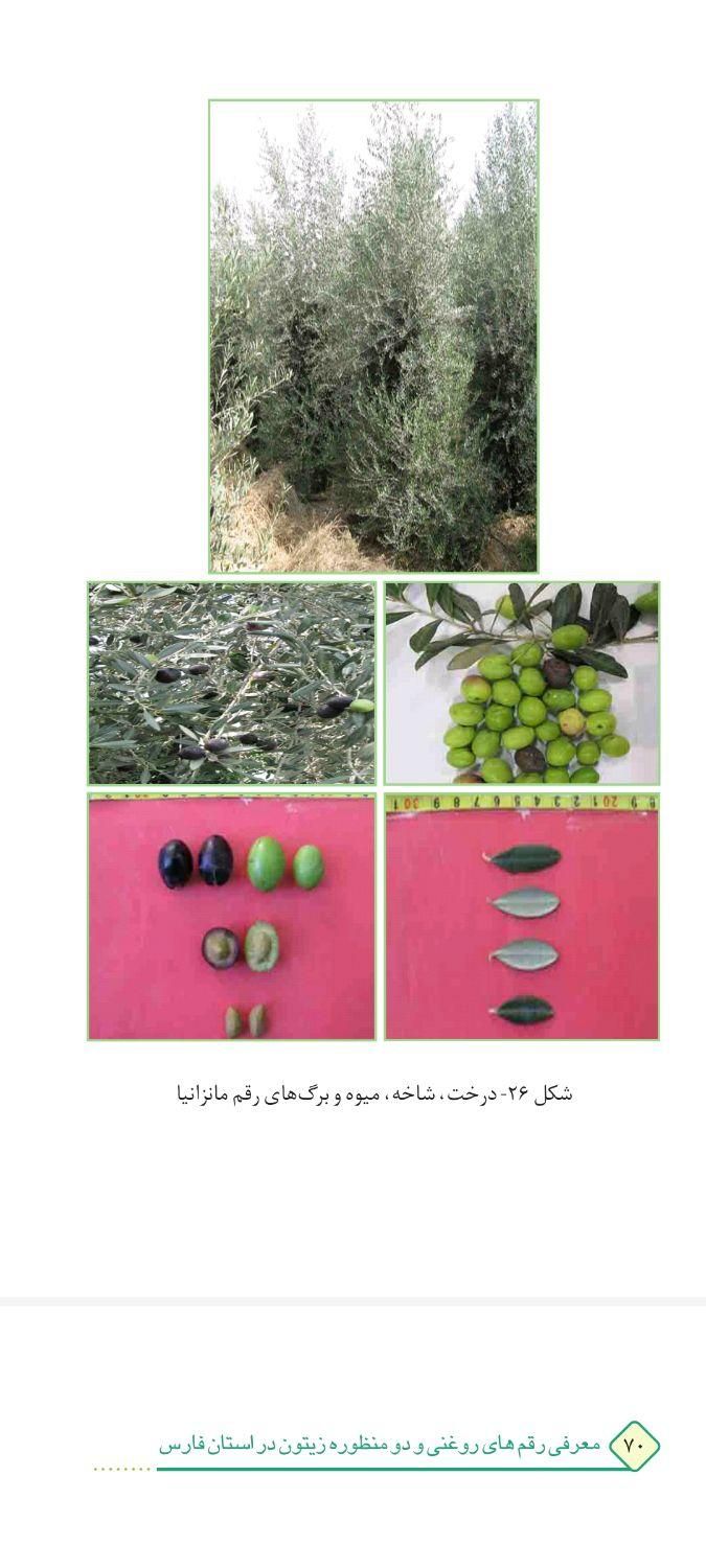 نهال زیتون کنسروی و روغنی،زرد زیتون،مانزانیلا،طارم|خدمات باغبانی و درختکاری|شیراز, دکتر حسابی|دیوار