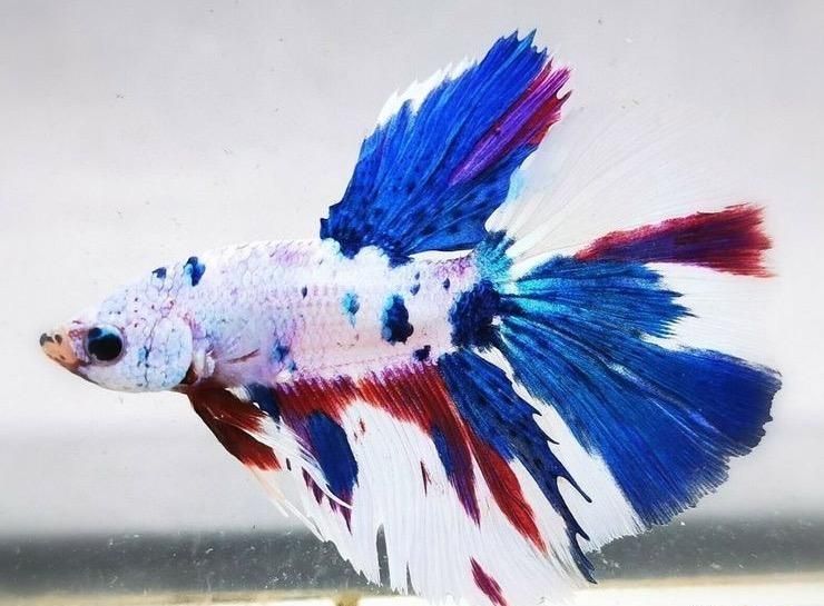 فایتر نژاد(قابل نگهداری در تنگ و ظرف بامبو)|ماهی|قم, هنرستان|دیوار