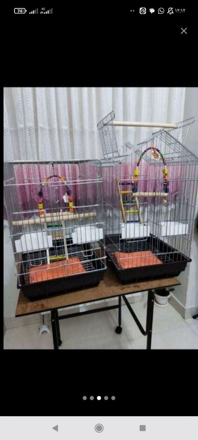 ففس میناعروس هلندی طوطی برزیلی پرنده کاسکوگرینچیک|لوازم جانبی حیوانات|تهران, جیحون|دیوار