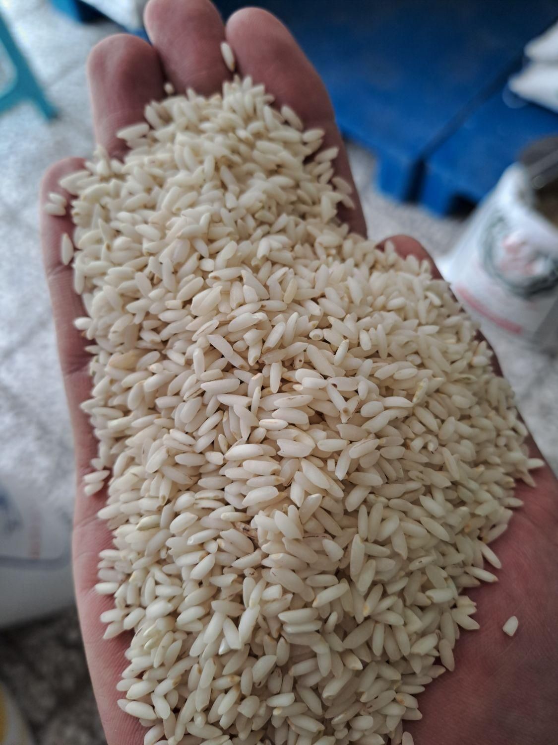 برنج عنبربو خوزستان|خوردنی و آشامیدنی|زنجان, |دیوار