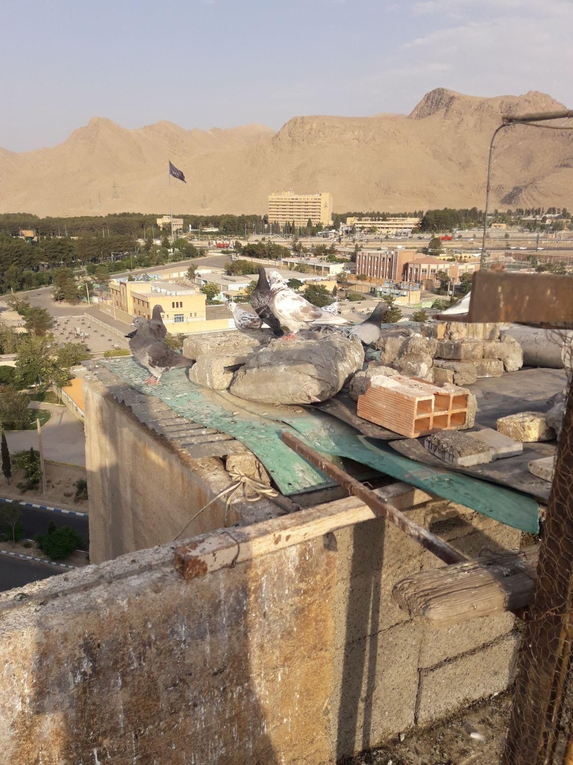 کبوتر|پرنده|فولادشهر, B1|دیوار
