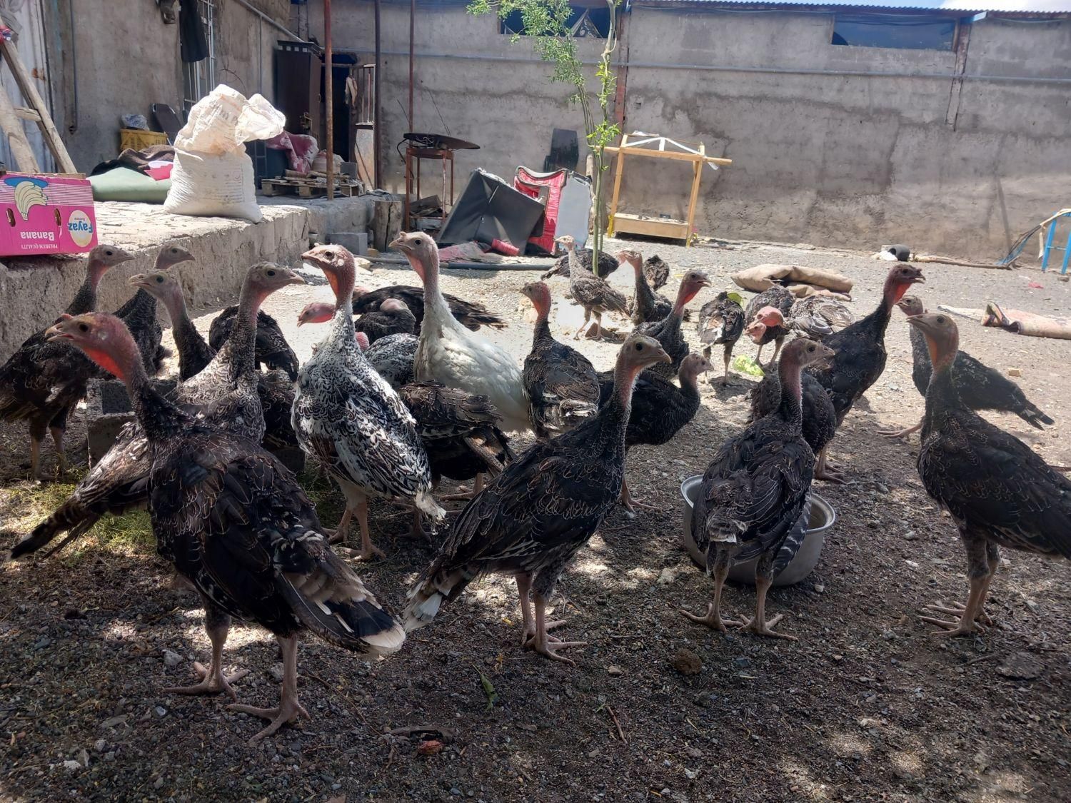 بوقلمون|حیوانات مزرعه|مشهد, هفده شهریور|دیوار