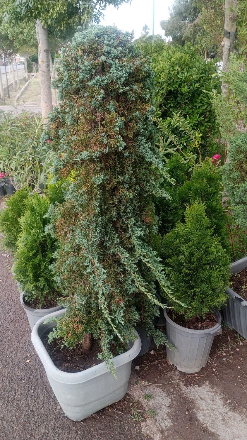 باغبانی و سمپاشی هرس کردن ازبین بردن علفهای هرز|خدمات باغبانی و درختکاری|کرمان, |دیوار