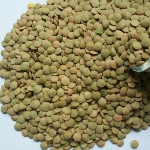 لپه نخود عدس . لوبیا قرمز|خوردنی و آشامیدنی|شیراز, اصلاح‌نژاد|دیوار