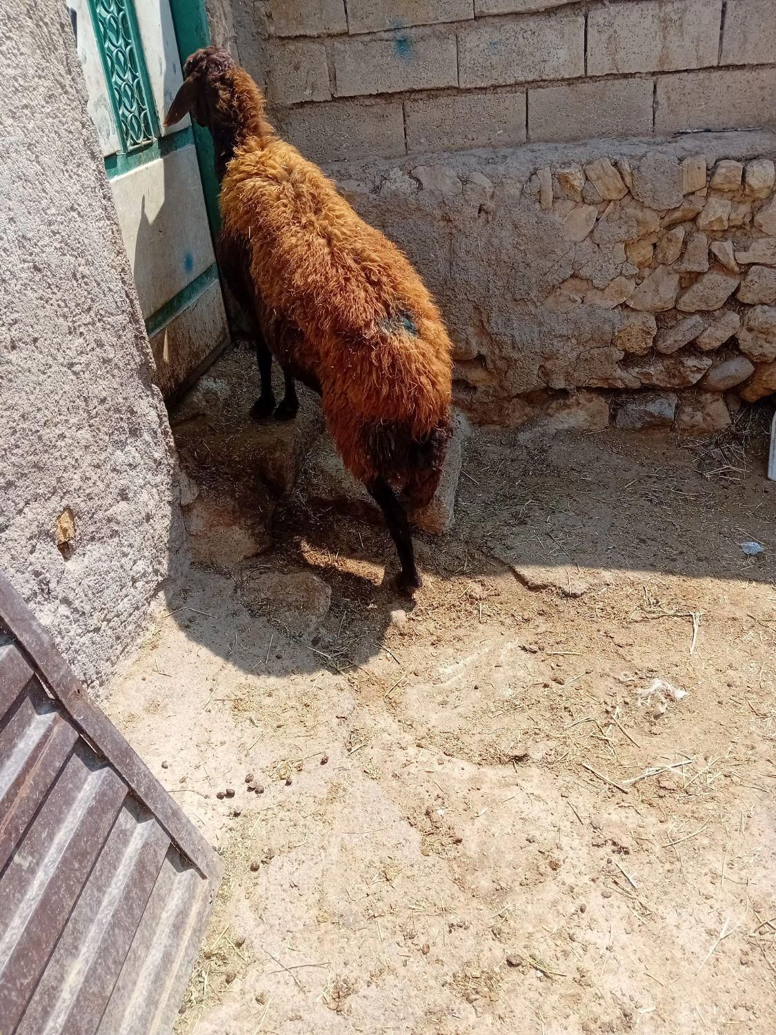۱عدد گوسفند جوان سرحال برای قربانی وزن ۶۰کیلو|حیوانات مزرعه|اردبیل, |دیوار