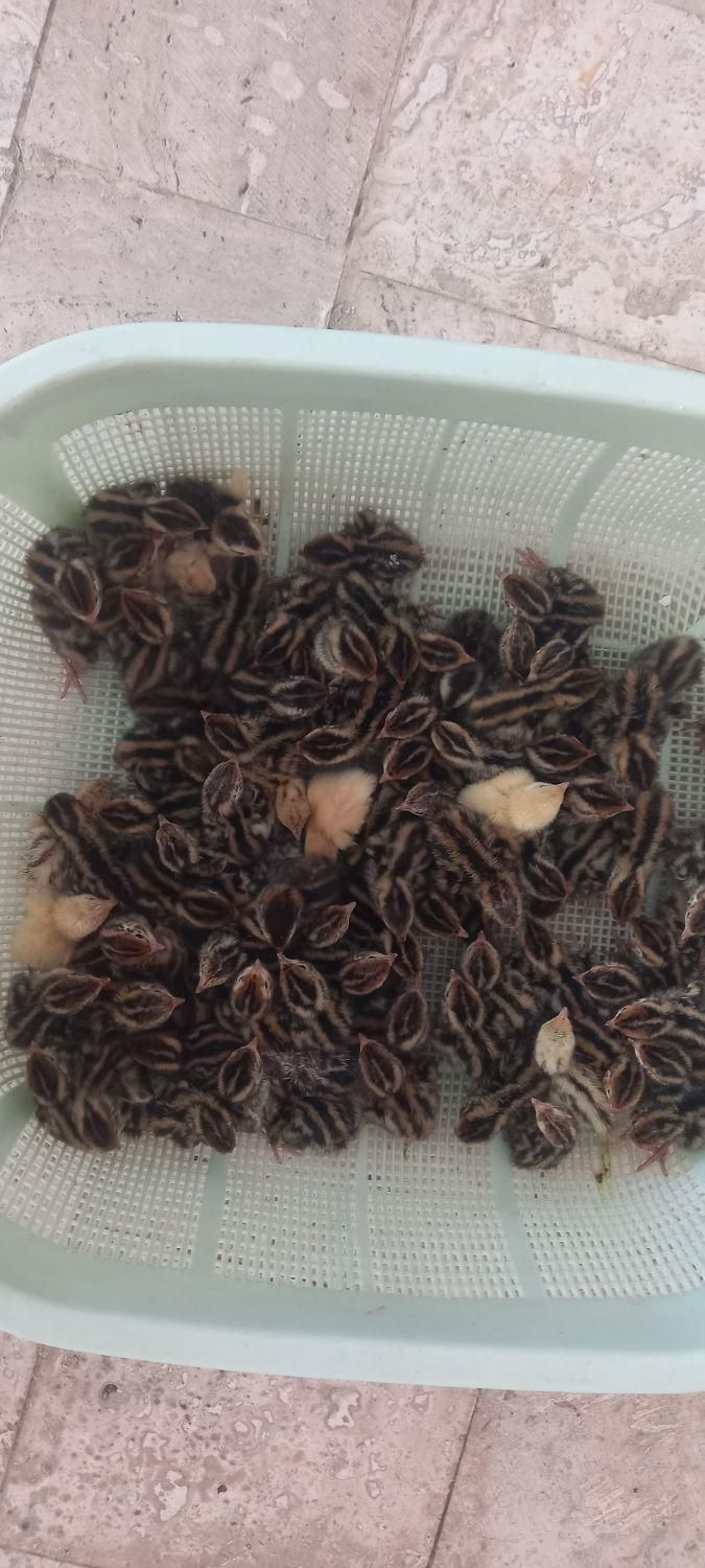 بلدرچین گوشتی و زنده|پرنده|حویق, |دیوار