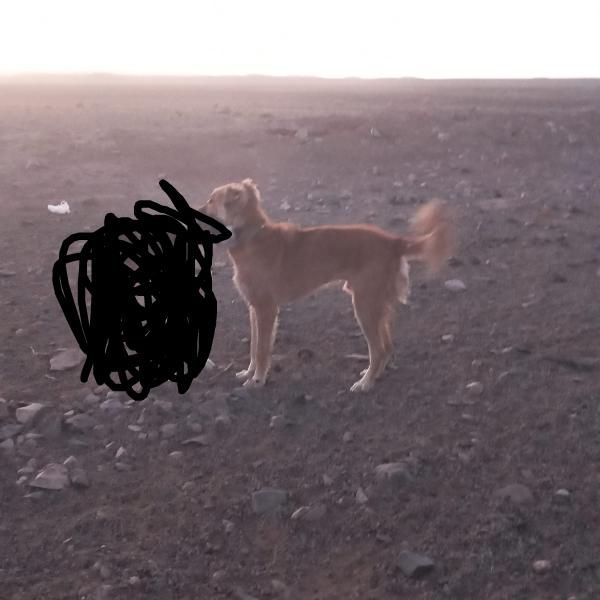 سگ رمگی بسیارهوشیار|سگ|بیرجند, |دیوار