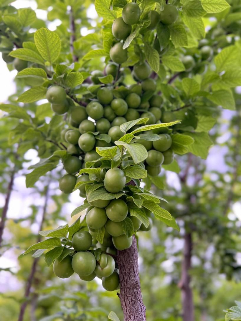 فروش باغچه خوش نقشه و چهار دیواری در رباط کریم|فروش زمین و ملک کلنگی|رباط‌کریم, رباط‌کریم|دیوار