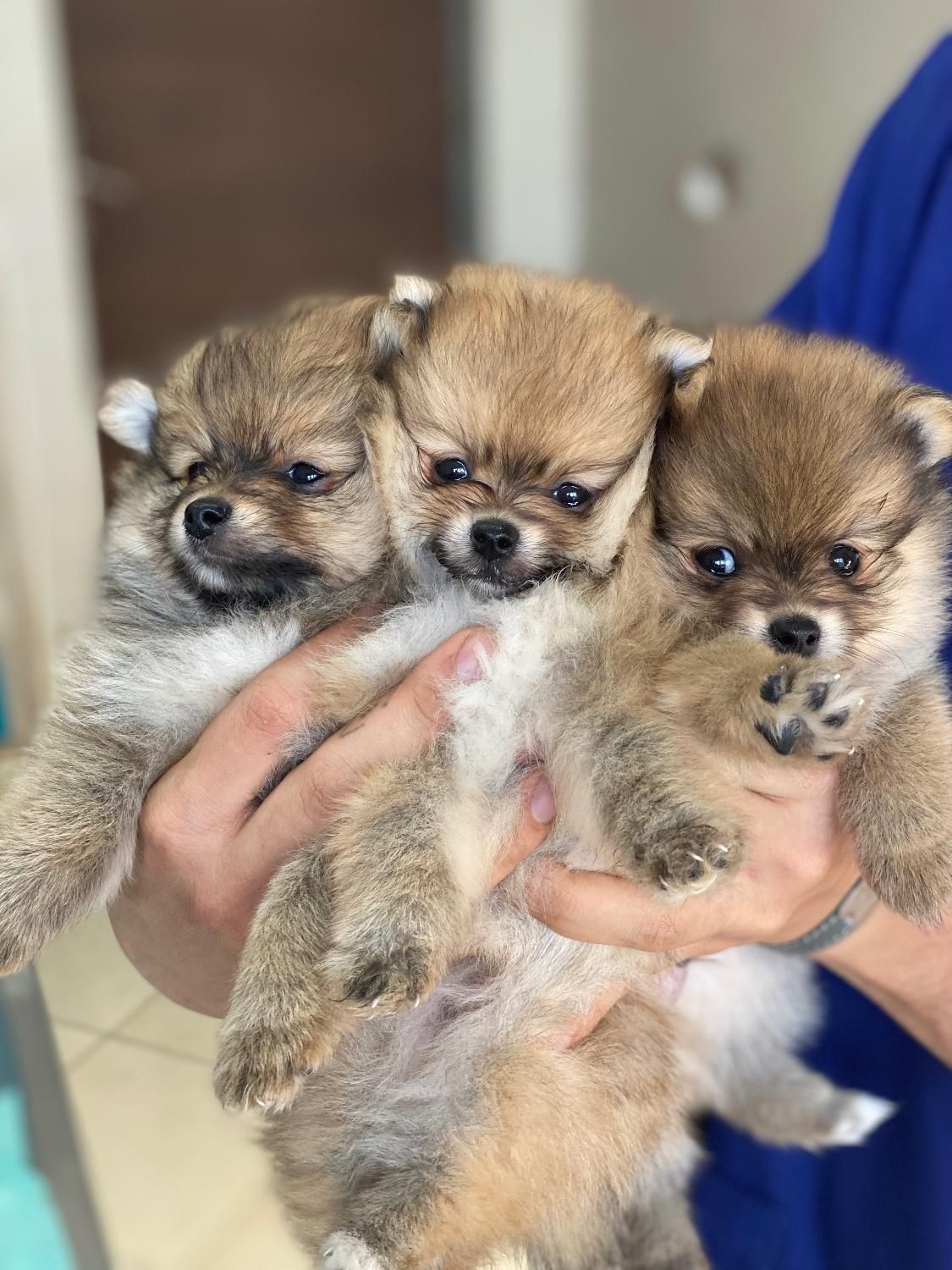 الو دامپزشک|خدمات آرایشگری و زیبایی|رشت, گلباغ نماز|دیوار