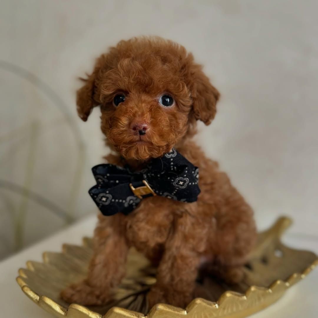 سگ توله توی پودل رد ۶۰ روز|سگ|تهران, سعادت‌آباد|دیوار