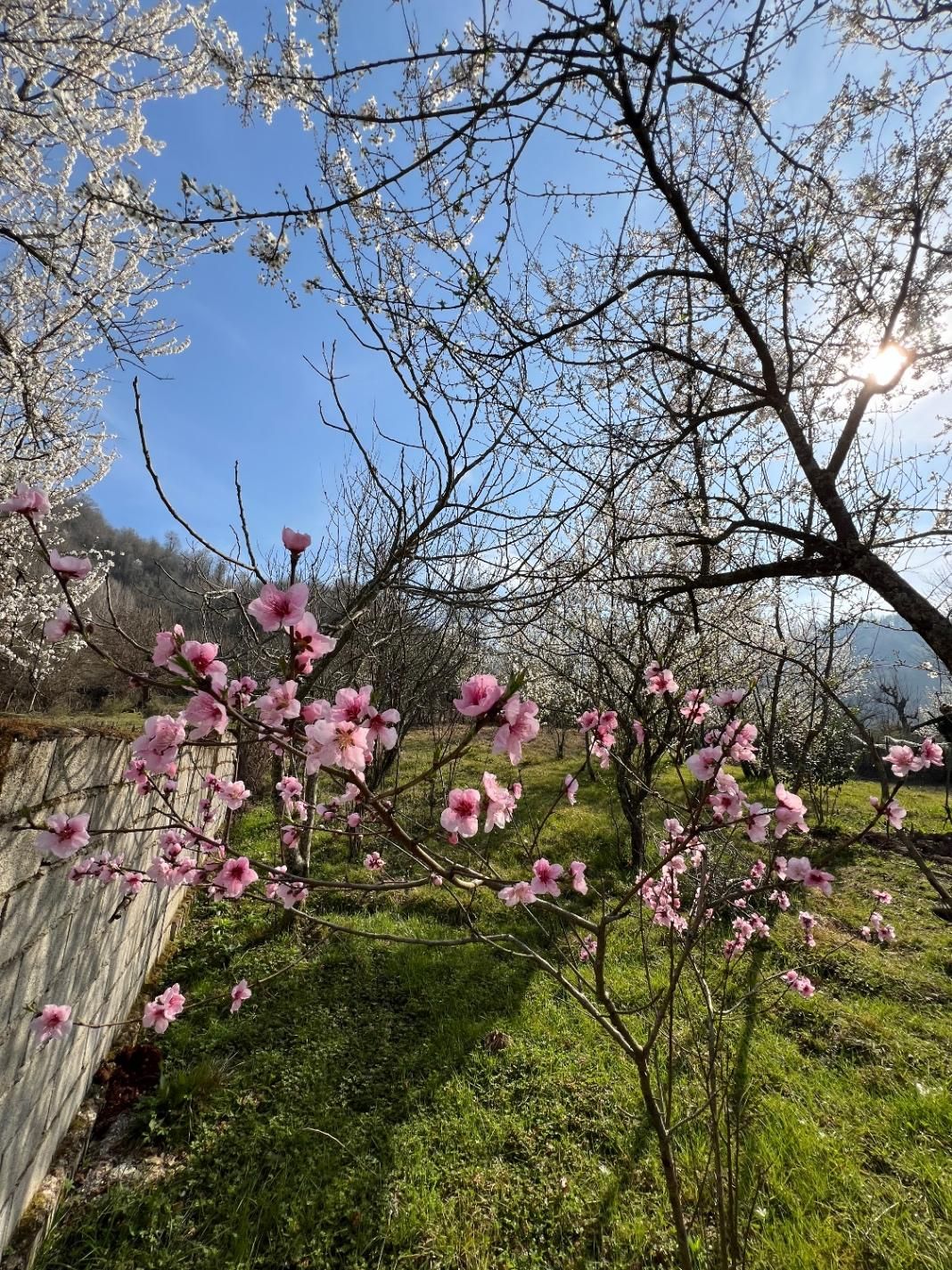 اجاره ویلای روستایی|اجارهٔ کوتاه‌مدت ویلا و باغ|آستارا, |دیوار