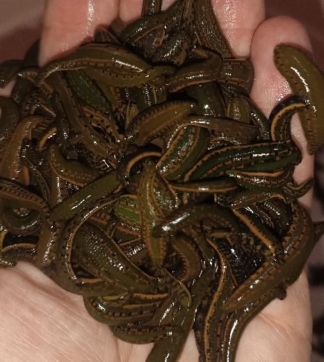 زالوی طبی  تبریز زالو|خدمات آرایشگری و زیبایی|تبریز, |دیوار