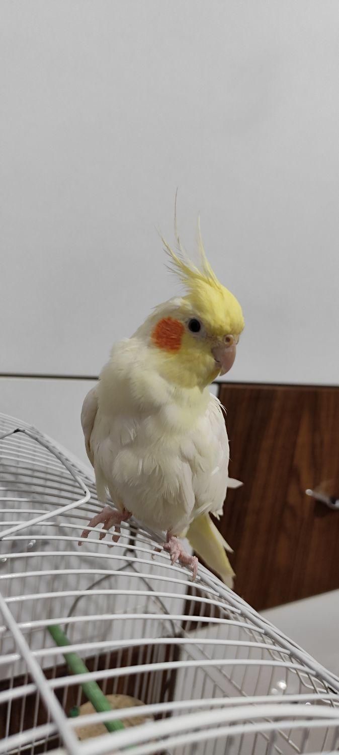 عروس هلندی ماده لوتینو|پرنده|بندر انزلی, بشمن|دیوار