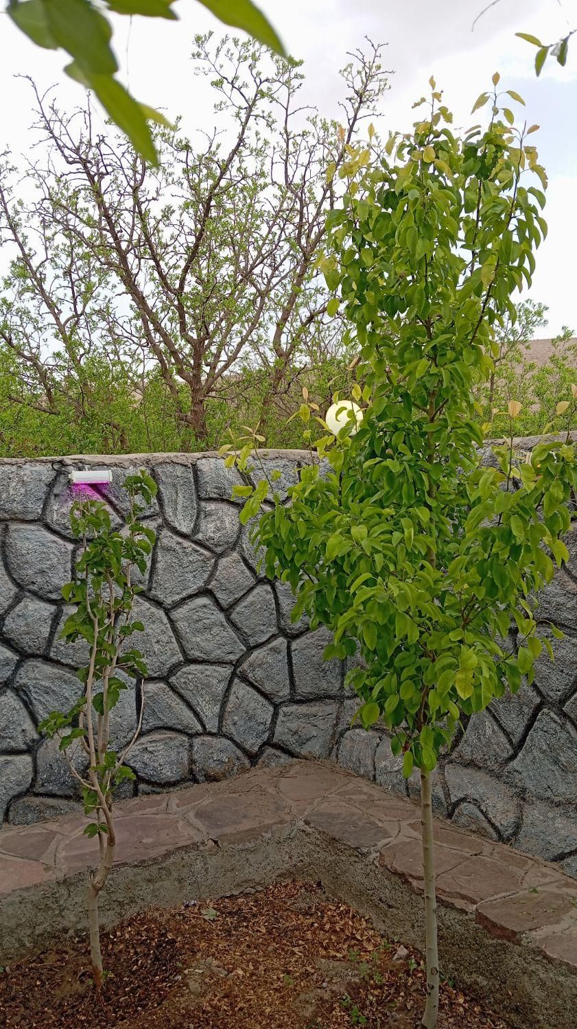 تصویر 13