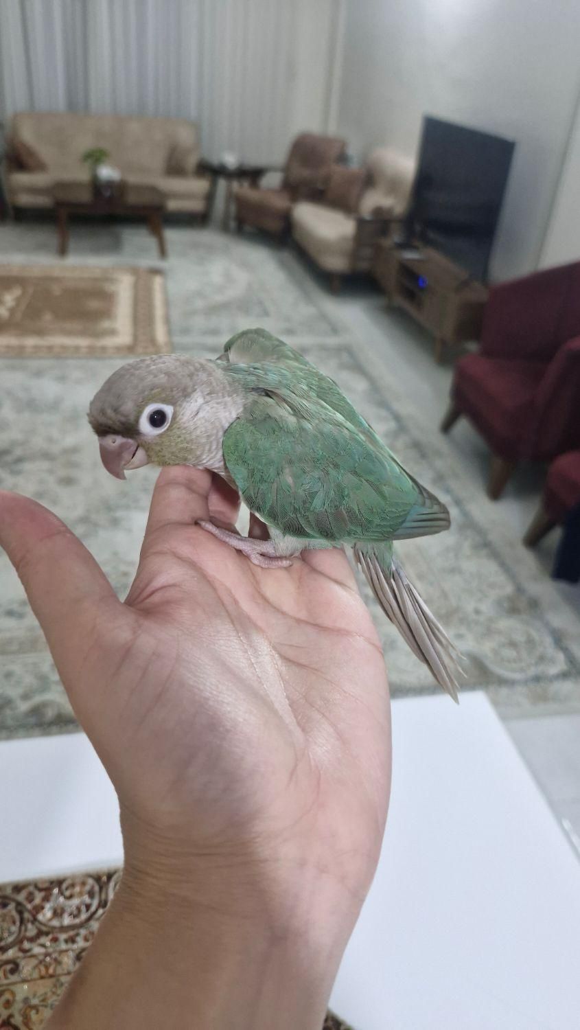 طوطی گرینچیک|پرنده|مشهد, جانباز|دیوار