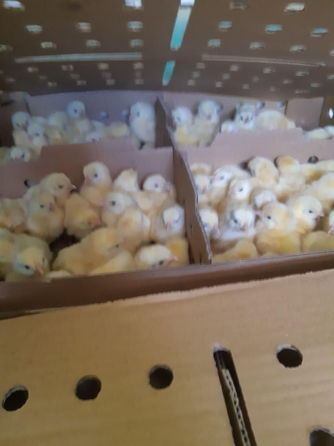 فلکسی لوهمن ایرانی خارجی جوجه دورگ گوشتی|حیوانات مزرعه|چابهار, |دیوار